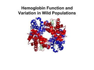 Hemoglobin Function and
Variation in Wild Populations
 