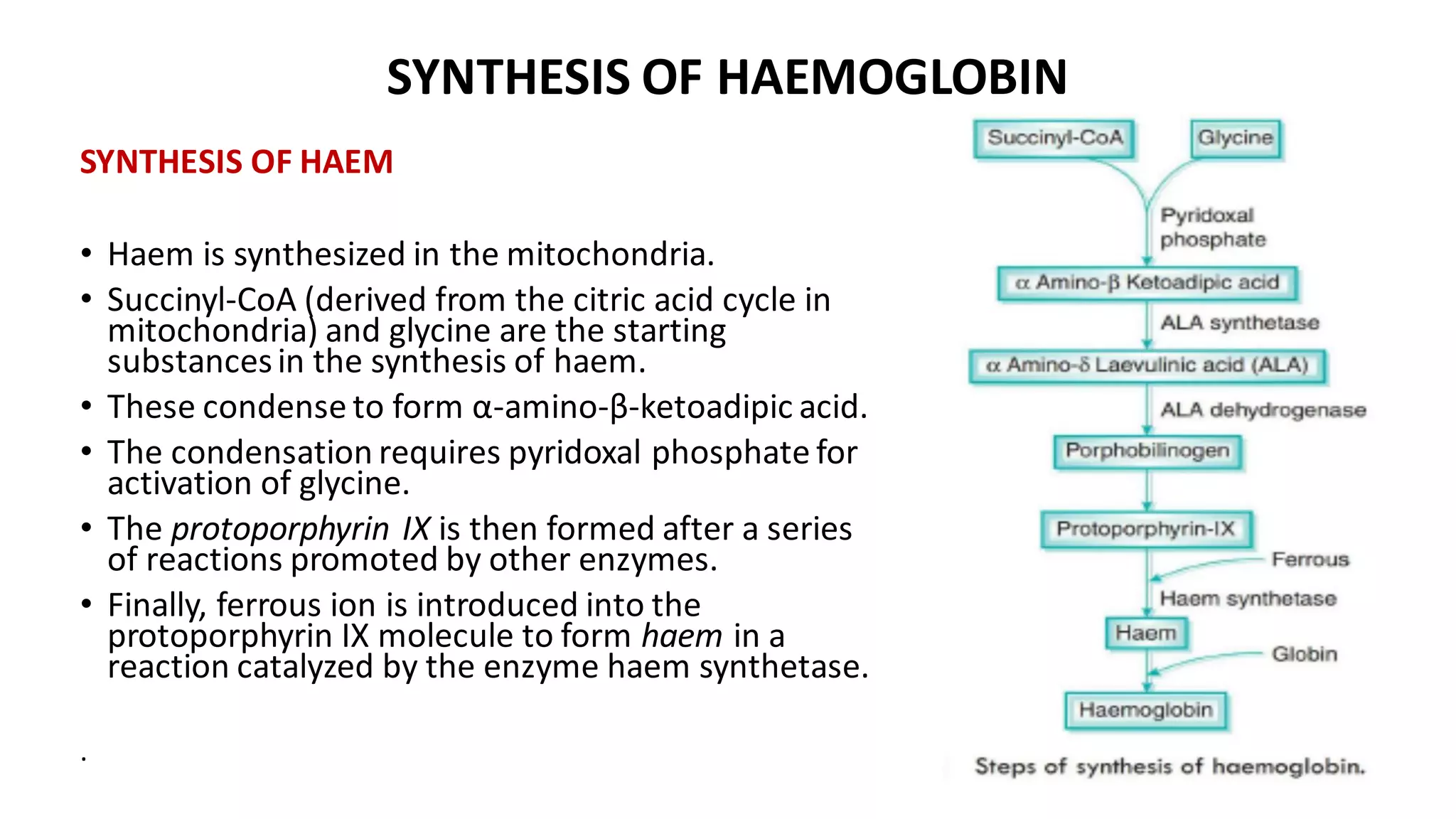 SYNTHESIS OF HAEMOGLOBIN
SYNTHESIS OF HAEM
• Haem is synthesized in the mitochondria.
• Succinyl-CoA (derived from the citric acid cycle in
mitochondria) and glycine are the starting
substancesin the synthesis of haem.
• These condense to form α-amino-β-ketoadipic acid.
• The condensation requires pyridoxal phosphate for
activation of glycine.
• The protoporphyrin IX is then formed after a series
of reactions promoted by other enzymes.
• Finally, ferrous ion is introduced into the
protoporphyrin IX molecule to form haem in a
reaction catalyzed by the enzyme haem synthetase.
.
 