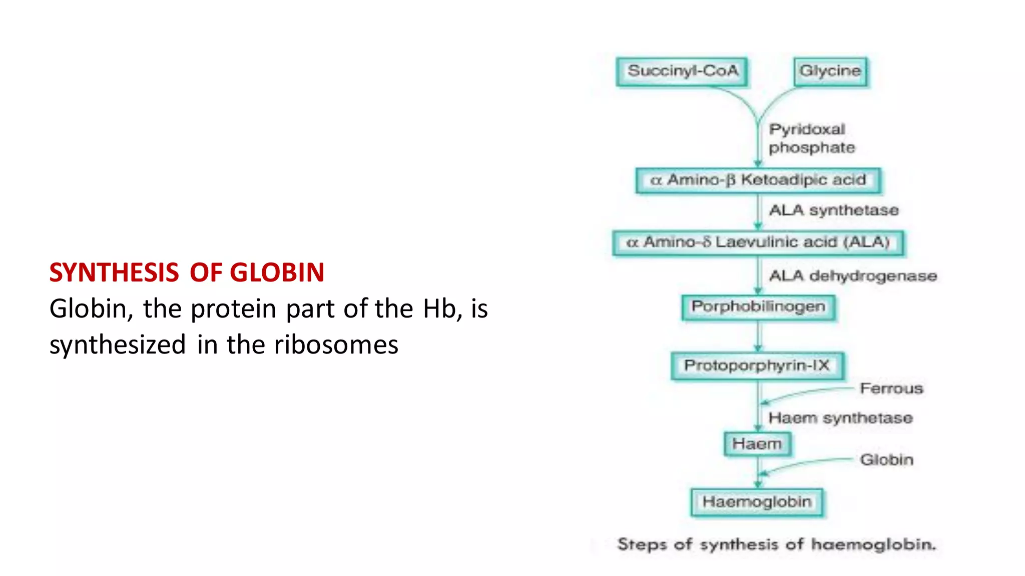 SYNTHESIS OF GLOBIN
Globin, the protein part of the Hb, is
synthesized in the ribosomes
 