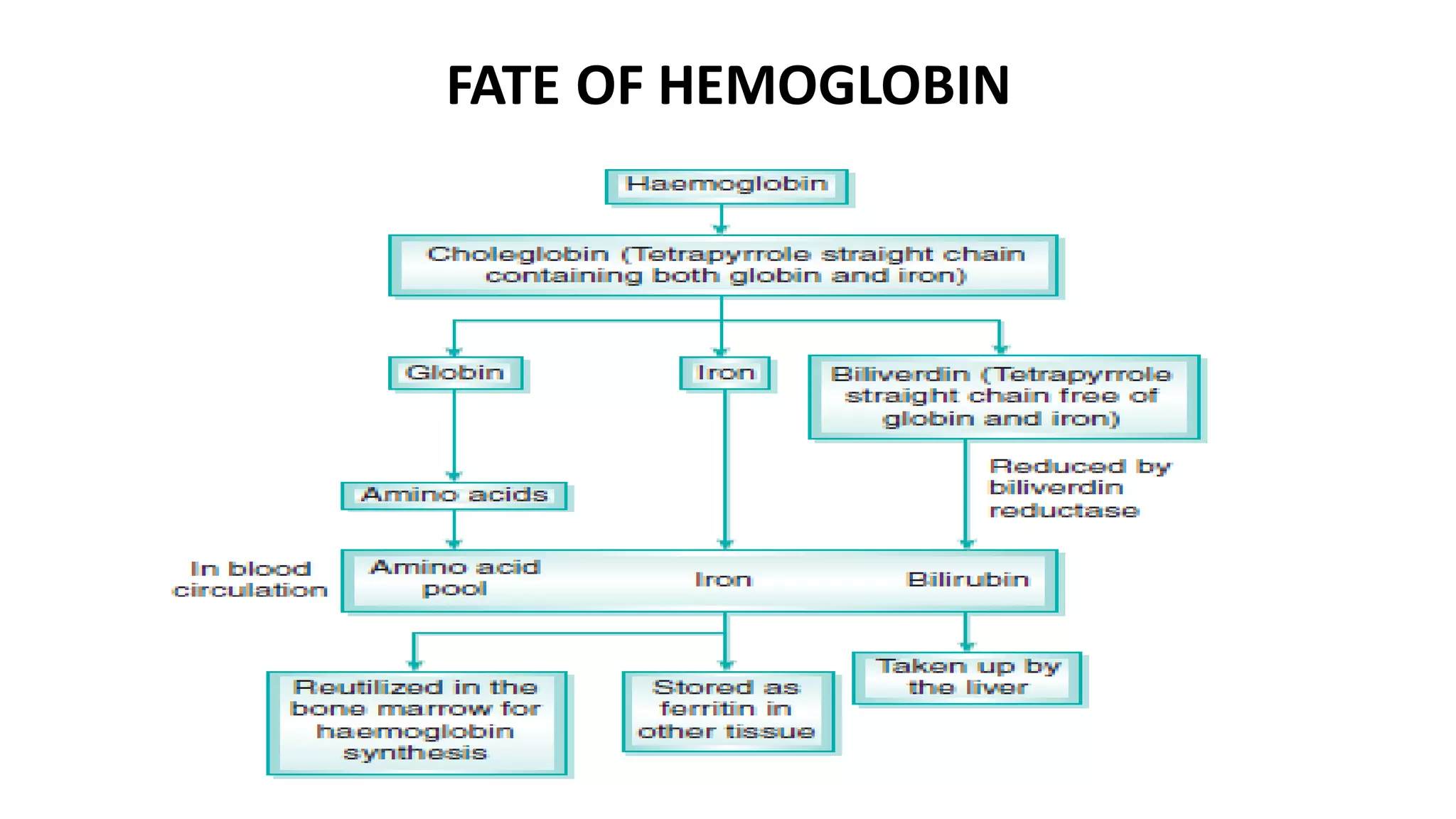 FATE OF HEMOGLOBIN
 