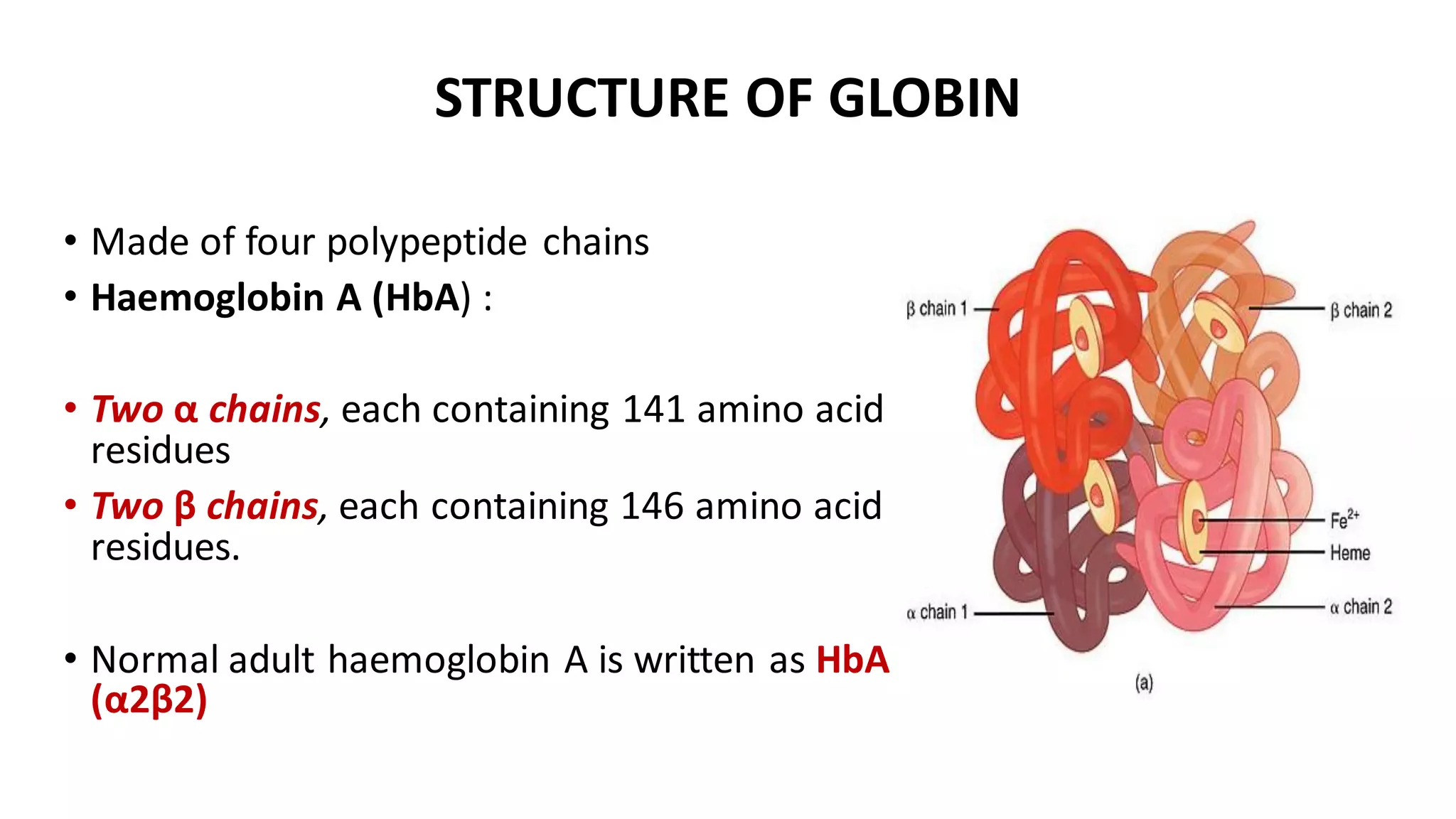 STRUCTURE OF GLOBIN
• Made of four polypeptide chains
• Haemoglobin A (HbA) :
• Two α chains, each containing 141 amino acid
residues
• Two β chains, each containing 146 amino acid
residues.
• Normal adult haemoglobin A is written as HbA
(α2β2)
 