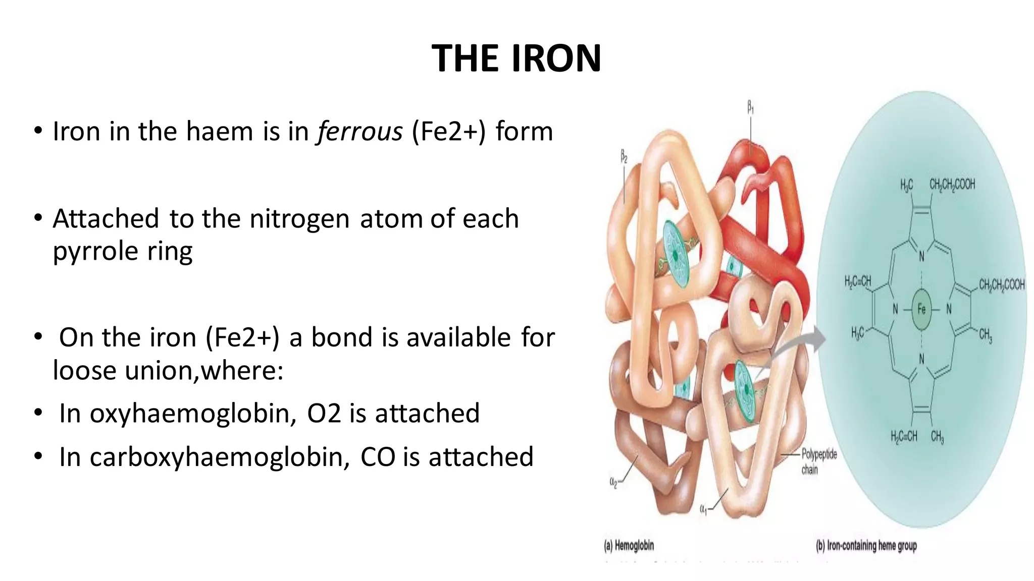 THE IRON
• Iron in the haem is in ferrous (Fe2+) form
• Attached to the nitrogen atom of each
pyrrole ring
• On the iron (Fe2+) a bond is available for
loose union,where:
• In oxyhaemoglobin, O2 is attached
• In carboxyhaemoglobin, CO is attached
 