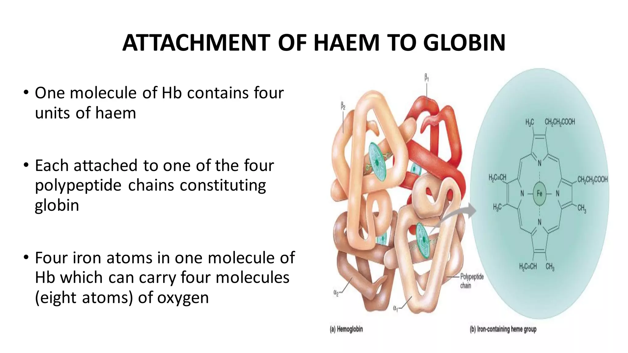 ATTACHMENT OF HAEM TO GLOBIN
• One molecule of Hb contains four
units of haem
• Each attached to one of the four
polypeptide chains constituting
globin
• Four iron atoms in one molecule of
Hb which can carry four molecules
(eight atoms) of oxygen
 