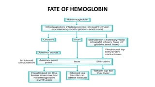 FATE OF HEMOGLOBIN
 