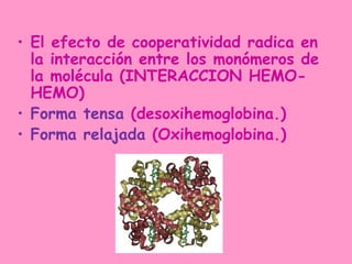• El efecto de cooperatividad radica en
  la interacción entre los monómeros de
  la molécula (INTERACCION HEMO-
  HEMO)
• Forma tensa (desoxihemoglobina.)
• Forma relajada (Oxihemoglobina.)
 