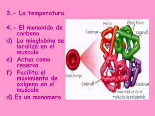 3.- La temperatura

4.- El monoxido de
    carbono
d) La mioglobina se
    localiza en el
    musculo
e) Actua como
    reserva
f) Facilita el
    movimiento de
    oxigeno en el
    musculo
d) Es un monomero .
 