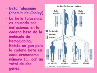 • Beta talasemia
  (anemia de Cooley)
• La beta talasemia
  es causada por
  mutaciones en la
  cadena beta de la
  molécula de
  hemoglobina.
  Existe un gen para
  la cadena beta en
  cada cromosoma
  número 11, con un
  total de dos
  genes.
 
