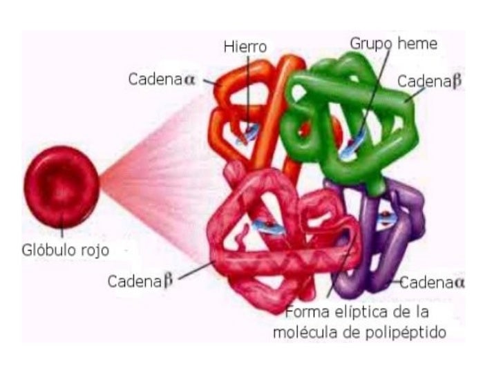 Hemoglobina