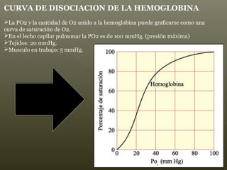 CURVA DE DISOCIACION DE LA HEMOGLOBINA
La PO2 y la cantidad de O2 unido a la hemoglobina puede graficarse como una
curva de saturación de O2.
En el lecho capilar pulmonar la PO2 es de 100 mmHg. (presión máxima)
Tejidos: 20 mmHg.
Musculo en trabajo: 5 mmHg.
 