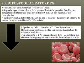 2,3 DIFOSFOGLICERATO (DPG)
Ayuda a estabilizar la variante T o Desoxigenada de la
Hemoglobina, uniéndose a ella e impidiendo la recaptura de
oxigeno a nivel tisular.
En el pulmón el DPG es reemplazado de la Hemoglobina por
el exceso de oxigeno y este es capturado, formándose la HBO2
Ayuda a estabilizar la variante T o Desoxigenada de la
Hemoglobina, uniéndose a ella e impidiendo la recaptura de
oxigeno a nivel tisular.
En el pulmón el DPG es reemplazado de la Hemoglobina por
el exceso de oxigeno y este es capturado, formándose la HBO2
Sustancia que se encuentra en los Glóbulos Rojos
Se produce por el catabolismo de la glucosa, durante la glucolisis Aerobia y su
concentración intracelular es de alrededor de 5 mmol/l, casi equimolar a la
hemoglobina.
Disminuye la afinidad de la hemoglobina por el oxigeno ( disminuye 26 veces) y de
este modo ayuda a su liberación (Efecto Bohr).
Sustancia que se encuentra en los Glóbulos Rojos
Se produce por el catabolismo de la glucosa, durante la glucolisis Aerobia y su
concentración intracelular es de alrededor de 5 mmol/l, casi equimolar a la
hemoglobina.
Disminuye la afinidad de la hemoglobina por el oxigeno ( disminuye 26 veces) y de
este modo ayuda a su liberación (Efecto Bohr).
 
