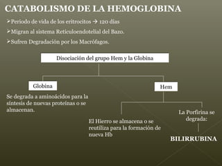 Disociación del grupo Hem y la GlobinaDisociación del grupo Hem y la Globina
GlobinaGlobina
Se degrada a aminoácidos para la
síntesis de nuevas proteínas o se
almacenan.
HemHem
El Hierro se almacena o se
reutiliza para la formación de
nueva Hb
La Porfirina se
degrada:
BILIRRUBINA
Periodo de vida de los eritrocitos  120 días
Migran al sistema Retículoendotelial del Bazo.
Sufren Degradación por los Macrófagos.
CATABOLISMO DE LA HEMOGLOBINA
 