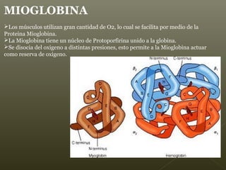 MIOGLOBINA
Los músculos utilizan gran cantidad de O2, lo cual se facilita por medio de la
Proteina Mioglobina.
La Mioglobina tiene un núcleo de Protoporfirina unido a la globina.
Se disocia del oxigeno a distintas presiones, esto permite a la Mioglobina actuar
como reserva de oxigeno.
 