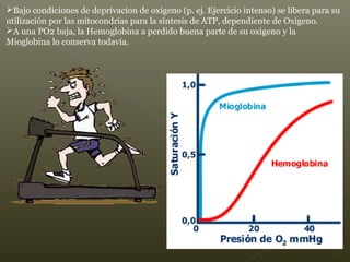 Bajo condiciones de deprivacion de oxigeno (p. ej. Ejercicio intenso) se libera para su
utilización por las mitocondrias para la síntesis de ATP, dependiente de Oxigeno.
A una PO2 baja, la Hemoglobina a perdido buena parte de su oxigeno y la
Mioglobina lo conserva todavía.
 