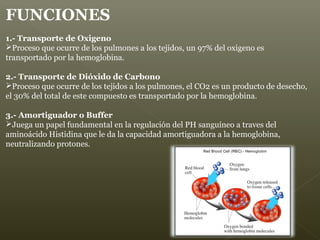 FUNCIONES
1.- Transporte de Oxigeno
Proceso que ocurre de los pulmones a los tejidos, un 97% del oxigeno es
transportado por la hemoglobina.
2.- Transporte de Dióxido de Carbono
Proceso que ocurre de los tejidos a los pulmones, el CO2 es un producto de desecho,
el 30% del total de este compuesto es transportado por la hemoglobina.
3.- Amortiguador o Buffer
Juega un papel fundamental en la regulación del PH sanguíneo a traves del
aminoácido Histidina que le da la capacidad amortiguadora a la hemoglobina,
neutralizando protones.
 
