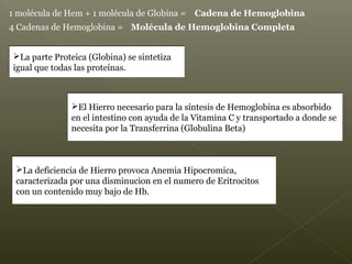 1 molécula de Hem + 1 molécula de Globina = Cadena de Hemoglobina
4 Cadenas de Hemoglobina = Molécula de Hemoglobina Completa
El Hierro necesario para la síntesis de Hemoglobina es absorbido
en el intestino con ayuda de la Vitamina C y transportado a donde se
necesita por la Transferrina (Globulina Beta)
El Hierro necesario para la síntesis de Hemoglobina es absorbido
en el intestino con ayuda de la Vitamina C y transportado a donde se
necesita por la Transferrina (Globulina Beta)
La deficiencia de Hierro provoca Anemia Hipocromica,
caracterizada por una disminucion en el numero de Eritrocitos
con un contenido muy bajo de Hb.
La deficiencia de Hierro provoca Anemia Hipocromica,
caracterizada por una disminucion en el numero de Eritrocitos
con un contenido muy bajo de Hb.
La parte Proteica (Globina) se sintetiza
igual que todas las proteínas.
La parte Proteica (Globina) se sintetiza
igual que todas las proteínas.
 