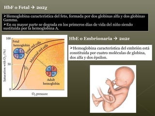 HbE o Embrionaria  2α2ε
HbF o Fetal  2α2χ
Hemoglobina característica del feto, formada por dos globinas alfa y dos globinas
Gamma.
En su mayor parte se degrada en los primeros días de vida del niño siendo
sustituida por la hemoglobina A.
Hemoglobina característica del feto, formada por dos globinas alfa y dos globinas
Gamma.
En su mayor parte se degrada en los primeros días de vida del niño siendo
sustituida por la hemoglobina A.
Hemoglobina característica del embrión está
constituida por cuatro moléculas de globina,
dos alfa y dos épsilon.
Hemoglobina característica del embrión está
constituida por cuatro moléculas de globina,
dos alfa y dos épsilon.
 