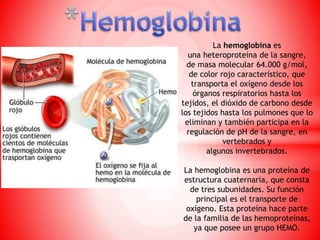 La hemoglobina es
una heteroproteína de la sangre,
de masa molecular 64.000 g/mol,
de color rojo característico, que
transporta el oxígeno desde los
órganos respiratorios hasta los
tejidos, el dióxido de carbono desde
los tejidos hasta los pulmones que lo
eliminan y también participa en la
regulación de pH de la sangre, en
vertebrados y
algunos invertebrados.
La hemoglobina es una proteína de
estructura cuaternaria, que consta
de tres subunidades. Su función
principal es el transporte de
oxígeno. Esta proteína hace parte
de la familia de las hemoproteínas,
ya que posee un grupo HEMO.
 