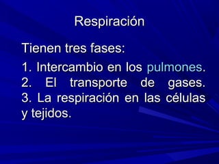 RespiraciónRespiración
Tienen tres fases:Tienen tres fases:
1. Intercambio en los1. Intercambio en los pulmonespulmones..
2. El transporte de gases.2. El transporte de gases.
3. La respiración en las células3. La respiración en las células
y tejidos.y tejidos.
 