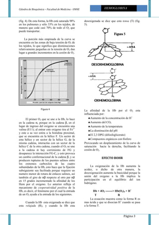 Cátedra de Bioquímica – Facultad de Med
(fig. 4). De esta forma, la Hb está saturada 98%
en los pulmones y sólo 33% en los tejidos, de
manera que cede casi 70% de todo el O
puede transportar.
La porción más empinada de la curva se
encuentra en las zonas de baja tensión de O
los tejidos, lo que significa que disminuciones
relativamente pequeñas en la tensión de O
lugar a grandes incrementos en la cesión de O
El primer O2 que se une a la Hb, lo hace
en la cadena α, porque en la cadena
lugar de ingreso del oxigeno se encuentra una
valina (E11); al entrar este oxigeno tira al Fe
y este a su vez estira a la histidina proximal,
que se encuentra en la hélice F. Un sector de
esta hélice y un sector de la hélice G, de la
misma cadena, interactúa con un sector de la
hélice C de la otra cadena, cuando el O
a la cadena α hay corrimiento de FG y
desaparece la interacción FG-C, y est
un cambio conformacional de la cadena
producen rupturas de los puentes salinos entre
los extremos carboxilos de las cuatro
subunidades de la Hb, esto hace que la fijación
subsiguiente sea facilitada porque requiere un
numero menor de rotura de enlaces salinos, así
también el giro de αβ respecto al otro par
en 15 grados incrementado la afinidad de los
Hem por el oxigeno. Lo anterior refleja el
mecanismo de cooperatividad positiva
Hb, es decir, el fenómeno por el cual la entrada
de un O2 ayuda a la entrada de los siguientes.
Cuando la Hb esta oxigenada se dice que
esta relajada (R), y cuando la Hb esta
Figura 4
Facultad de Medicina - UNNE HEMOGLOBINA
De esta forma, la Hb está saturada 98%
en los pulmones y sólo 33% en los tejidos, de
manera que cede casi 70% de todo el O2 que
La porción más empinada de la curva se
encuentra en las zonas de baja tensión de O2 de
los tejidos, lo que significa que disminuciones
relativamente pequeñas en la tensión de O2 dan
lugar a grandes incrementos en la cesión de O2.
que se une a la Hb, lo hace
, porque en la cadena β, en el
lugar de ingreso del oxigeno se encuentra una
valina (E11); al entrar este oxigeno tira al Fe2+
y este a su vez estira a la histidina proximal,
se encuentra en la hélice F. Un sector de
esta hélice y un sector de la hélice G, de la
misma cadena, interactúa con un sector de la
hélice C de la otra cadena, cuando el O2 se une
hay corrimiento de FG y
C, y esto provoca
un cambio conformacional de la cadena β, y se
producen rupturas de los puentes salinos entre
los extremos carboxilos de las cuatro
subunidades de la Hb, esto hace que la fijación
subsiguiente sea facilitada porque requiere un
ra de enlaces salinos, así
respecto al otro par αβ
en 15 grados incrementado la afinidad de los
Hem por el oxigeno. Lo anterior refleja el
cooperatividad positiva de la
Hb, es decir, el fenómeno por el cual la entrada
ayuda a la entrada de los siguientes.
Cuando la Hb esta oxigenada se dice que
(R), y cuando la Hb esta
desoxigenada se dice que esta
5).
La afinidad de la Hb por el O
influenciada por:
♣Aumento de la concentración de H
♣Aumento del CO2
♣Aumento de la temperatura
♣La disminución del pH
♣El 2,3 DPG (difosfoglicerato)
♣Compuestos orgánicos con fósforo
Provocando un desplazamiento de la curva de
saturación hacia la derecha, facilitando la
cesión de O2.
EFECTO BOHR
La oxigenación de la Hb aumenta la
acidez, o dicho de otra manera, la
desoxigenación aumenta la basicidad porque la
unión del oxigeno a la Hb implica la
participación en el equilibrio del ion
hidrógeno.
Hb + 4O2 -------> Hb(O
T R
La ecuación muestra como la forma R es
mas ácida y que se disocian H
a la forma T.
Página 3
HEMOGLOBINA
desoxigenada se dice que esta tensa (T) (fig.
La afinidad de la Hb por el O2 esta
concentración de H+
Aumento de la temperatura
La disminución del pH
El 2,3 DPG (difosfoglicerato)
Compuestos orgánicos con fósforo
Provocando un desplazamiento de la curva de
saturación hacia la derecha, facilitando la
TO BOHR
La oxigenación de la Hb aumenta la
acidez, o dicho de otra manera, la
desoxigenación aumenta la basicidad porque la
unión del oxigeno a la Hb implica la
participación en el equilibrio del ion
> Hb(O2)4 + H+
T R
La ecuación muestra como la forma R es
mas ácida y que se disocian H+
cuando se pasa
 