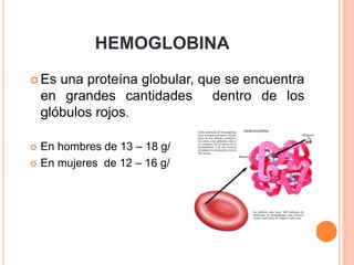 HEMOGLOBINA
 Es una proteína globular, que se encuentra
en grandes cantidades dentro de los
glóbulos rojos.
 En hombres de 13 – 18 g/
 En mujeres de 12 – 16 g/
 