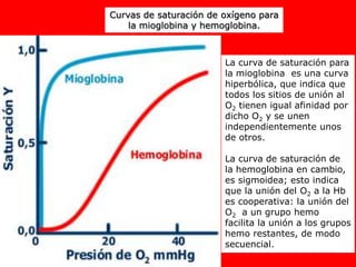 La curva de saturación para
la mioglobina es una curva
hiperbólica, que indica que
todos los sitios de unión al
O2 tienen igual afinidad por
dicho O2 y se unen
independientemente unos
de otros.
La curva de saturación de
la hemoglobina en cambio,
es sigmoidea; esto indica
que la unión del O2 a la Hb
es cooperativa: la unión del
O2 a un grupo hemo
facilita la unión a los grupos
hemo restantes, de modo
secuencial.
Curvas de saturación de oxígeno para
la mioglobina y hemoglobina.
 