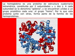 La hemoglobina es una proteína de estructura cuaternaria
tetramérica, constituída por 2 subunidades a y dos b. A cada
subunidad se la denomina “globina”, y se encuentran unidas a un
grupo prostético cada una: el grupo “hemo”. Por lo que esta
proteína junto con otras, forma parte de la familia de las
hemoproteínas.
 