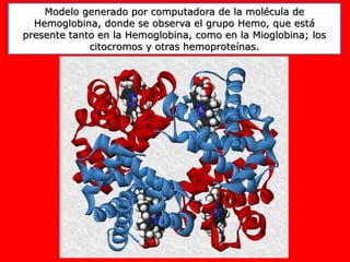 Modelo generado por computadora de la molécula de
Hemoglobina, donde se observa el grupo Hemo, que está
presente tanto en la Hemoglobina, como en la Mioglobina; los
citocromos y otras hemoproteínas.
 
