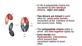 • In Hb 4 polypeptide chains are
visualized as two identical
dimers, (αβ)1 and (αβ)2.
• Two dimers are linked to each
other by weak polar bonds-
movement at the interface of these
two occurs more freely.
• Two polypeptide chains within a
dimer are held together tightly by:
• Ionic bonds and
Hydrophobic interactions,
which prevent their
movement relative to each
other.
 