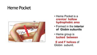Heme Pocket
• Heme Pocket is a
crevice/ hollow
hydrophobic area
• Formed in the interior
of Globin subunits
• Heme group is
tucked between
E and F helices of
Globin subunit.
 