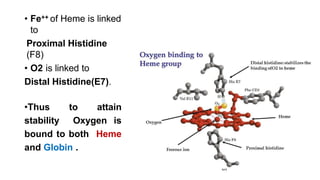 • Fe++ of Heme is linked
to
Proximal Histidine
(F8)
• O2 is linked to
Distal Histidine(E7).
•Thus to attain
stability Oxygen is
bound to both Heme
and Globin .
 