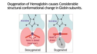 Oxygenation of Hemoglobin causes Considerable
structuralconformational changein Globinsubunits.
 