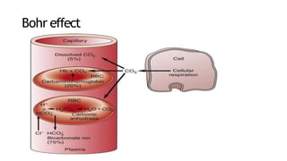 Bohr effect
 