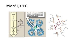 Role of 2,3BPG
 
