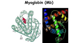 Myoglobin (Mb)
 