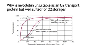 Why is myoglobin unsuitable as an O2 transport
protein but well suited for O2storage?
 