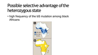 Possible selective advantage ofthe
heterozygousstate
• high frequency of the bS mutation among black
Africans
 