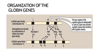 ORGANIZATION OFTHE
GLOBIN GENES
 