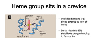 Heme group sits in a crevice
• Proximal histidine (F8)
binds directly to iron of
heme
• Distal histidine (E7)
stabilizes oxygen binding
to ferrous iron
Structure and function of myoglobin
Myoglobin, a hemeprotein present in heart and skeletal muscle,
3. Globular Proteins
H. B. Schematic diagram of the oxygen-binding site of myoglobin.
B Oxygen
molecule
(O2)
Heme
F Helix E Helix
Proximal
his tidine
(F8)
Dis tal
his tidine
(E7)
Fe
 