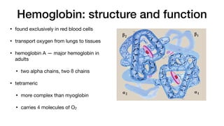 Hemoglobin: structure and function
• found exclusively in red blood cells
• transport oxygen from lungs to tissues
• hemoglobin A — major hemoglobin in
adults
• two alpha chains, two ß chains
• tetrameric
• more complex than myoglobin
• carries 4 molecules of O2
II. Globular Hemeproteins
Figure 3.3
A. Structure of hemoglobin showing the polypeptide backbone. B. Simplified d
A β2
α2 α1
β1
 