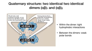 Quaternary structure: two identical two identical
dimers (αβ)1 and (αβ)2
28 3. Globular Pro
4 O2
O2 O2
O2
O2
4 O2
O2
Weak ionic and
hydrogen bonds occur
between αβ dimer pairs
in the deoxygenated s tate.
Some ionic and
hydrogen bonds
between αβ dimer
are broken in the
oxygenated s tate.
"R," or relaxed, s tructure of oxyhemoglobin
"T," or taut, s tructure of deoxyhemoglobin
αβ
αβ αβ dimer 1
αβ dimer 2
4 O2
4 O2
e.
Strong interactions ,
primarily hydrophobic,
between α and β
chains form s table
αβ dimers .
• Within the dimer: tight
hydrophobic interactions
• Between the dimers: weak
polar bonds
 