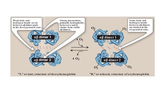 28 3. Globular Proteins
4 O2
O2 O2
O2
O2
4 O2
Figure 3.4
Schematic diagram showing structural changes resulting from oxygenation and deoxygenation of hemoglobin.
.
O2
Weak ionic and
hydrogen bonds occur
between αβ dimer pairs
in the deoxygenated s tate.
Some ionic and
hydrogen bonds
between αβ dimers
are broken in the
oxygenated s tate.
"R," or relaxed, s tructure of oxyhemoglobin
"T," or taut, s tructure of deoxyhemoglobin
αβ
αβ αβ dimer 1
αβ dimer 2
4 O2
4 O2
e.
Strong interactions ,
primarily hydrophobic,
between α and β
chains form s table
αβ dimers .
 