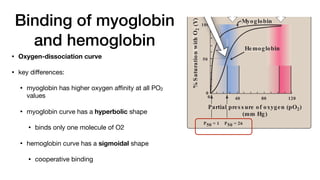 Binding of myoglobin
and hemoglobin
• Oxygen-dissociation curve
• key di
ff
erences:
• myoglobin has higher oxygen a
ffi
nity at all PO2
values
• myoglobin curve has a hyperbolic shape
• binds only one molecule of O2
• hemoglobin curve has a sigmoidal shape
• cooperative binding
%
S
aturatio
n
with
O
2
(Y)
Figure 3.5
Oxygen-dissociation curves for
myoglobin and hemoglobin (Hb).
0
0
40 80 120
P50 = 1 P50 = 26
100
Hemoglobin
Myoglobin
tis s ues lungs
50
ratio
n
with
O
2
(Y)
100
Hemoglo n
obin
Myoglobin
tis s ues lungs
50
Partial pres s ure of oxygen (pO2)
(mm Hg)
sure of oxygen needed to achieve half-saturation
tes (P50) is approximately 1 mm Hg for myoglobin
for hemoglobin. The higher the oxygen affinity
e tightly oxygen binds), the lower the P50.
he oxygen-dissociation curve for myoglobin has
shape (see Figure 3.5). This reflects the fact that
versibly binds a single molecule of oxygen. Thus,
MbO2) and deoxygenated (Mb) myoglobin exist in
librium:
Mb + O2
→
← MbO2
um is shifted to the right or to the left as oxygen
r removed from the system. [Note: Myoglobin is
bind oxygen released by hemoglobin at the low
n muscle. Myoglobin, in turn, releases oxygen
scle cell in response to oxygen demand.]
The oxygen-dissociation curve for hemoglobin
in shape (see Figure 3.5), indicating that the
 