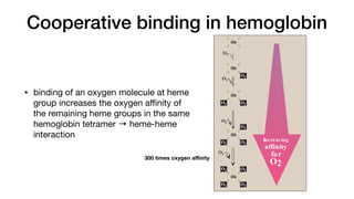Cooperative binding in hemoglobin
• binding of an oxygen molecule at heme
group increases the oxygen a
ffi
nity of
the remaining heme groups in the same
hemoglobin tetramer → heme-heme
interaction
Figure 3.5
Oxygen-dissociation curves for
myoglobin and hemoglobin (Hb).
O2
O2
O2
O2
Hb
Hb
Hb
Hb
Hb
O2 O2
O2 O2
O2
O2
O2 O2
O2
O2
Increas ing
affinity
for
O2
designed to bind oxygen released by hemoglobin at the low
pO2 found in muscle. Myoglobin, in turn, releases oxygen
within the muscle cell in response to oxygen demand.]
b. Hemoglobin: The oxygen-dissociation curve for hemoglobin
is sigmoidal in shape (see Figure 3.5), indicating that the
subunits cooperate in binding oxygen. Cooperative binding
of oxygen by the four subunits of hemoglobin means that the
binding of an oxygen molecule at one heme group increases
the oxygen affinity of the remaining heme groups in the same
hemoglobin tetramer (Figure 3.6). This effect is referred to as
heme–heme interaction (see below). Although it is more dif-
ficult for the first oxygen molecule to bind to hemoglobin, the
subsequent binding of oxygen occurs with high affinity, as
shown by the steep upward curve in the region near 20–30
mm Hg (see Figure 3.5).
E. Allos teric effects
The ability of hemoglobin to reversibly bind oxygen is affected by
the pO2 (through heme–heme interactions as described above),
the pH of the environment, the partial pressure of carbon dioxide
(pCO2) and the availability of 2,3-bisphosphoglycerate. These are
collectively called allosteric (“other site”) effectors, because their
interaction at one site on the hemoglobin molecule affects the bind-
ing of oxygen to heme groups at other sites on the molecule. [Note:
The binding of oxygen to monomeric myoglobin is not influenced by
allosteric effectors.]
1. Heme–heme interactions : The sigmoidal oxygen-dissociation
300 times oxygen a
ffi
nity
 