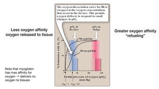 %
S
aturatio
n
with
O
2
(Y)
0
0
40 80 120
P50 = 1 P50 = 26
100
Hemoglobin
Myoglobin
pO2 in
tis s ues
pO2 in
lungs
50
ratio
n
with
O
2
(Y)
100
Hemoglo n
obin
Myoglobin
pO2 in
tis s ues
pO2 in
lungs
50
The oxygen-dis s ociation curve for Hb is
s teepes t at the oxygen concentrations
that occur in the tis s ues . This permits
oxygen delivery to res pond to s mall
changes in pO2.
Partial pres s ure of oxygen (pO2)
(mm Hg)
ot of Y measured at different
is called the oxygen-dissoci-
be represented as PO2.] The
globin show important differ-
illustrates that myoglobin has
values than does hemoglobin.
ded to achieve half-saturation
mately 1 mm Hg for myoglobin
The higher the oxygen affinity
ds), the lower the P50.
ation curve for myoglobin has
3.5). This reflects the fact that
gle molecule of oxygen. Thus,
enated (Mb) myoglobin exist in
MbO2
right or to the left as oxygen
e system. [Note: Myoglobin is
Less oxygen af
fi
nity
oxygen released to tissue
Greater oxygen af
fi
nity
“refueling”
Note that myoglobin
has max a
ffi
nity for
oxygen → delivers no
oxygen to tissues
 