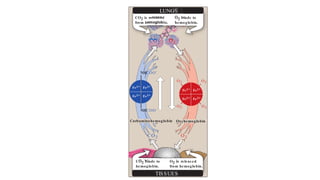 a. Loading and unloading oxygen: The
oxygen allows hemoglobin to deliver m
sues in response to relatively small
pressure of oxygen. This can be see
indicates pO2 in the alveoli of the lung
the tissues. For example, in the lung
oxygen is high, and hemoglobin becom
(or “loaded”) with oxygen. In contrast, in
oxyhemoglobin releases (or “unloads”)
use in the oxidative metabolism of the ti
b. Significance of the s igmoidal oxygen-d
steep slope of the oxygen-dissociation c
oxygen concentrations that occur betw
tissues permits hemoglobin to carry a
ciently from sites of high to sites of low
a hyperbolic oxygen-dissociation curv
could not achieve the same degree of
this range of partial pressures of oxy
have maximum affinity for oxygen th
pressure range and, therefore, would d
tissues.
2. Bohr effect: The release of oxygen from h
when the pH is lowered or when the hem
ence of an increased pCO2. Both result i
affinity of hemoglobin and, therefore, a shif
gen-dissociation curve (Figure 3.8), and b
T (deoxy) form. This change in oxygen bin
effect. Conversely, raising the pH or loweri
Fe2+ Fe2+
Fe2+ Fe2+
O2
O2
O2
O2
Oxyhemoglobin
Fe2+ Fe2+
Fe2+ Fe2+
NHCOO–
NHCOO–
Carbaminohemoglobin
2
CO2 binds to
hemoglobin.
O2 is releas ed
from hemoglobin.
O2 binds to
hemoglobin.
CO2 is releas ed
from hemoglobin.
O2
CO2
TISSUES
LUNGS
O2
CO2
 