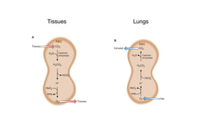 B
A
10 20 30 40 50 60 70 80 90100
Partial pressure ofoxygen (mm Hg)
RBC
Tissues1 :>00t
anhydl'llla
H2'X>3
....
HHb
:>Tissues
ABC
Exhaled<: •C02
FIGURE2.1!. OxyganslJtl.lratiancurvufarmyoglabinandadult
hemoglobin (HbAI.MyoglobinhH• hyperbolicsaturation curve.
HbA hHaaigmoidal curve. The HbA curve 1hift1totilt right et
lowerpH,wi1h higherconcentretions ofBPG,orasC01bindsto
HbAinthetissues. Undarthese conditions, 02 is ral&1sed mora
readily. P,.iathe partial preaaure of01 atwhich half-saturation
wi1h 02 occura. BPG,2.3-bispho1phoglycarete.
B
....
HHb
:>Tissues
ABC
Exhaled<: •C02
anhydrue
H1C03
....
HHb
I lungs
FIGURE2.14. Effect of Won oxygen binding by he
{Hbl. A. Inthe tissues, C02is released. Inthe red b
this C02 fonns carbonic acid, which releases pro
protonsbindtoHb,causing itto release oxygentot
I. Inthelungs,the reaction• arereversed. Dzbinda
eted Hb,causing the release of protons. The proto
bicarbonate,funning carbonic1cid,whichiscleave
and C02, which is exhaled. RBC,red blood cell.
Tissues Lungs
 