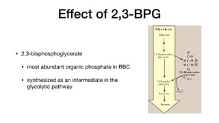 Effect of 2,3-BPG
• 2,3-bisphosphoglycerate
• most abundant organic phosphate in RBC
• synthesized as an intermediate in the
glycolytic pathway
b. Mechanis m of the Bohr effect: The Bohr effect reflects the
fact that the deoxy form of hemoglobin has a greater affinity
for protons than does oxyhemoglobin. This effect is caused
by ionizable groups such as specific histidine side chains that
have a higher pKa in deoxyhemoglobin than in oxyhemoglobin.
Therefore, an increase in the concentration of protons (resulting
in a decrease in pH) causes these groups to become protonated
(charged) and able to form ionic bonds (salt bridges). These
bonds preferentially stabilize the deoxy form of hemoglobin, pro-
ducing a decrease in oxygen affinity. [Note: Hemoglobin, then, is
an important blood buffer.]
The Bohr effect can be represented schematically as:
HbO2 + H+ →
← HbH + O2
oxyhemoglobin deoxyhemoglobin
where an increase in protons (or a lower pO2) shifts the equi-
librium to the right (favoring deoxyhemoglobin), whereas an
increase in pO2 (or a decrease in protons) shifts the equilib-
rium to the left.
3. Effe c t of 2,3-bis pho s phog lyc e rate o n oxyge n affinity: 2,3-
Bisphosphoglycerate (2,3-BPG) is an important regulator of the
binding of oxygen to hemoglobin. It is the most abundant organic
II. Globular Hemeproteins 31
Figure 3.9
2,3-Bis phos pho-
glycerate
H
C
H O
C
H O
C
O
O–
P
P
1,3-Bisphospho-
glycerate
Glucos e
3-Phospho-
glycerate
Pyruvate
H2O
PO4
2–
Glycolys is
Lactate
 
