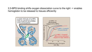 decreases
hemoglobin
g stabilizes
t of binding
2
binds to a
enter of the
et contains
bonds with
PG. [Note:
lt in hemo-
hat may be
hrocytosis).]
bin.
lobin from
ity for oxy-
of 2,3-BPG
or oxygen,
igure 3.11).
3
3-bisphosphoglycerate (2,3-BPG)
may be referred to as 2,3-diphos-
phoglycerate (2,3-DPG).
Figure 3.10
β2 α2
A s ingle molecule of 2,3-BPG
binds to a pos itively charged
cavity formed by the β-chains
of deoxyhemoglobin.
α1
2,3-BPG binding shifts oxygen dissociation curve to the right → enables
hemoglobin to be released to tissues e
ffi
ciently
d. Re s po ns e o f 2
mia: The conce
response to chr
obstructive pulm
at high altitudes
ficulty receiving
BPG are also e
normal RBCs ar
Elevated 2,3-BP
bin, permitting g
the tissues (see
e. Role of 2,3-BPG
the normal oxyg
storing blood i
decrease in 2,3-
oxygen affinity
in the tissues. H
32
%
S
aturatio
n
with
O
2
(Y)
Figure 3.11
Partial pres s ure of oxygen
(mm Hg)
0
0
40 80 120
100
2,3-BPG = 8 mmol/l
(Blood from individual
adapted to high altitudes )
2,3-BPG = 0
(Hemoglobin
s tripped of 2,3-BPG)
2,3-BPG = 5 mmol/l
(Normal blood)
 