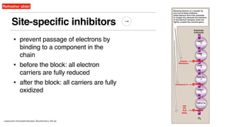 Site-specific inhibitors
• prevent passage of electrons by
binding to a component in the
chain
• before the block: all electron
carriers are fully reduced
• after the block: all carriers are fully
oxidized
Lippincott’s Illustrated Reviews: Biochemistry, 6th ed.
Refresher slide!
 