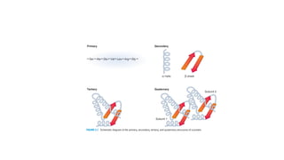 21 BRS Biochemistry, Molecular Biology, and Genetics
Primary Secondary
-Ser-Ale-Glu-Val-Leu-Arg-Gly-
a-helix P-shaet
Tertiary
FIGURE 2.1. Schematic diagram ofthe primary, secondary,tertiary, and quaternarystructures of a protein.
b. p-Shamareformedbyhydrogen bandsbetweentwo extendedpolypeptidechainsorbetween
two regionsofa single chainthatfolds backonitself(Fig. 2.9).
(1) Theseinteractionsarebetweenthecarbonyl ofonepeptidebondandthe-NH ofanother.
(2) Thechainsmayruninthesamedirection(parallel)orinoppositedirections(anti.parallel).
 